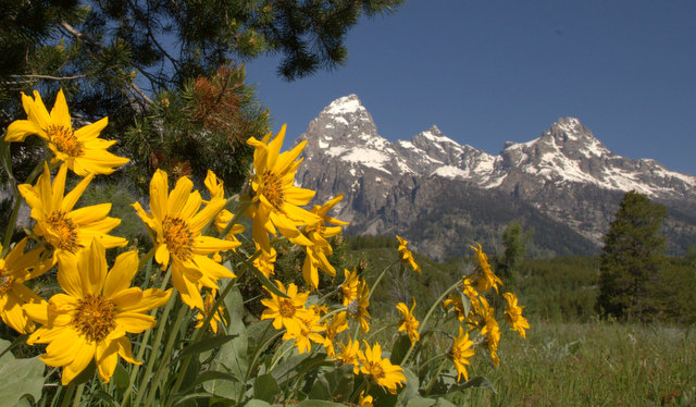 tetons-yellow-closer-001.jpg