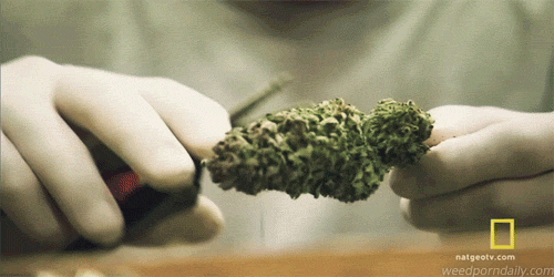 trimming-weed.gif