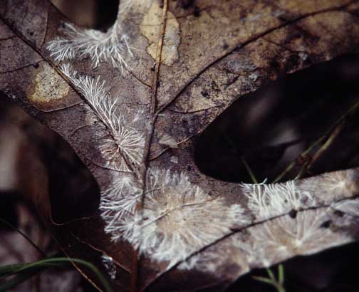 mycelium-on-leaf-litter-tif.jpg