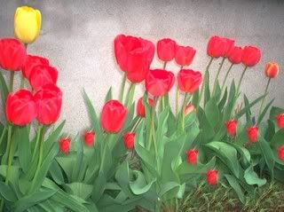 Tulips4.jpg