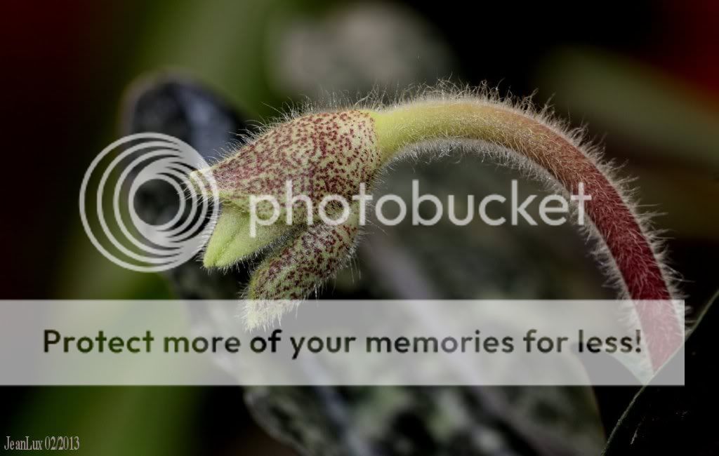 ___st_Paphiopedilum-vietnamense-46347-1302-1_zps0f4e4f39.jpg