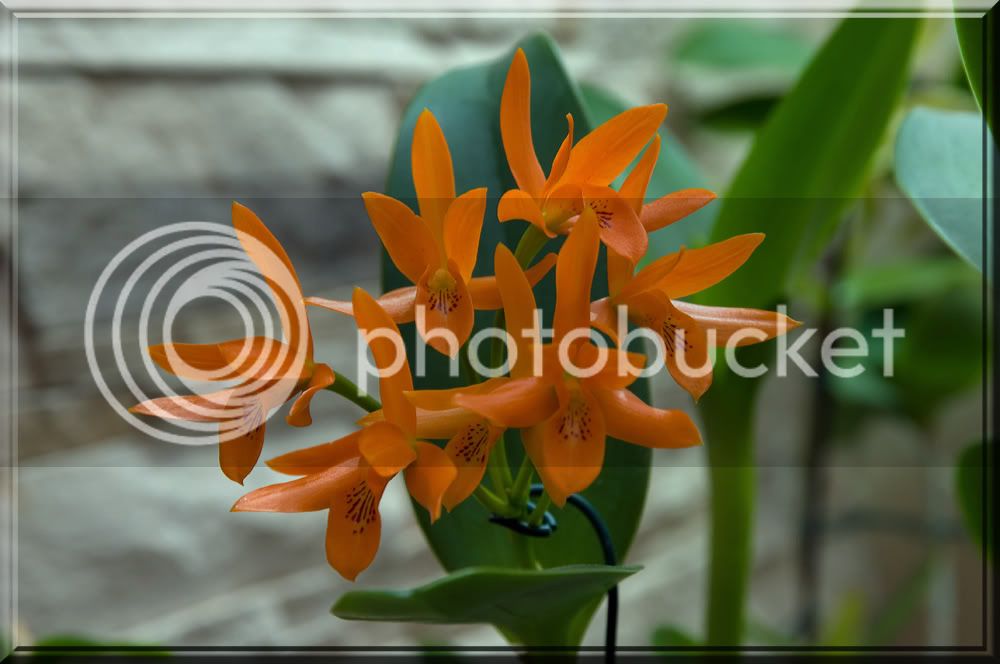 Cattleya-aurantiaca-1.jpg