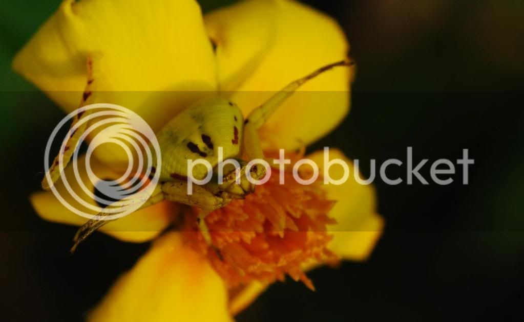 yellowcrabspider.jpg