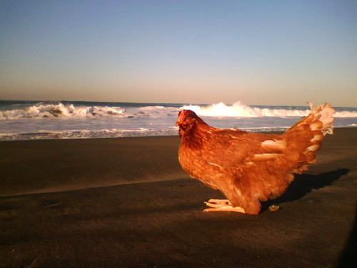 chickenatbeach.jpg