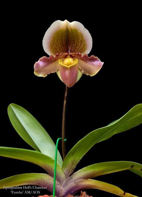 Paph_HellsChamber_Eureka_092811.jpg