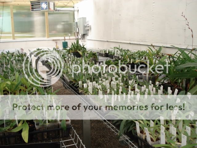 Plantsingreenhouse1.jpg