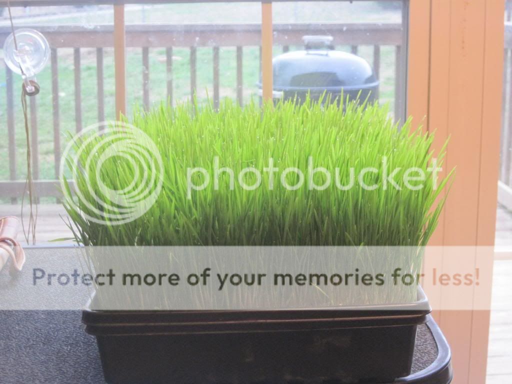 Wheatgrass2_zpsbe586d34.jpg