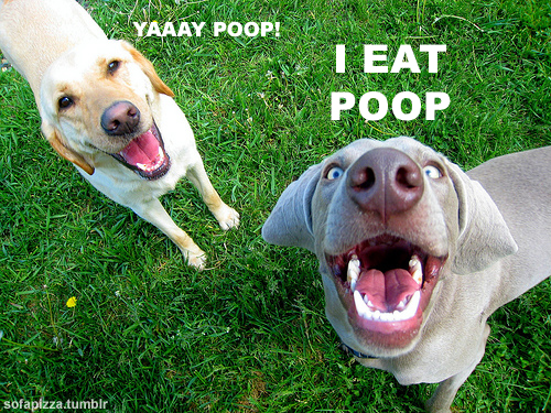 imagesyay-poop.jpg