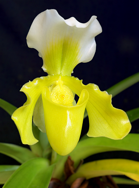 Paphiopedilum Schloss Sanssouci 06.jpg