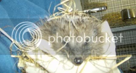 hedgehog01.jpg