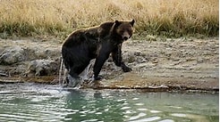 Grizzly Bear Mauls Man at West Yellowstone Campsite