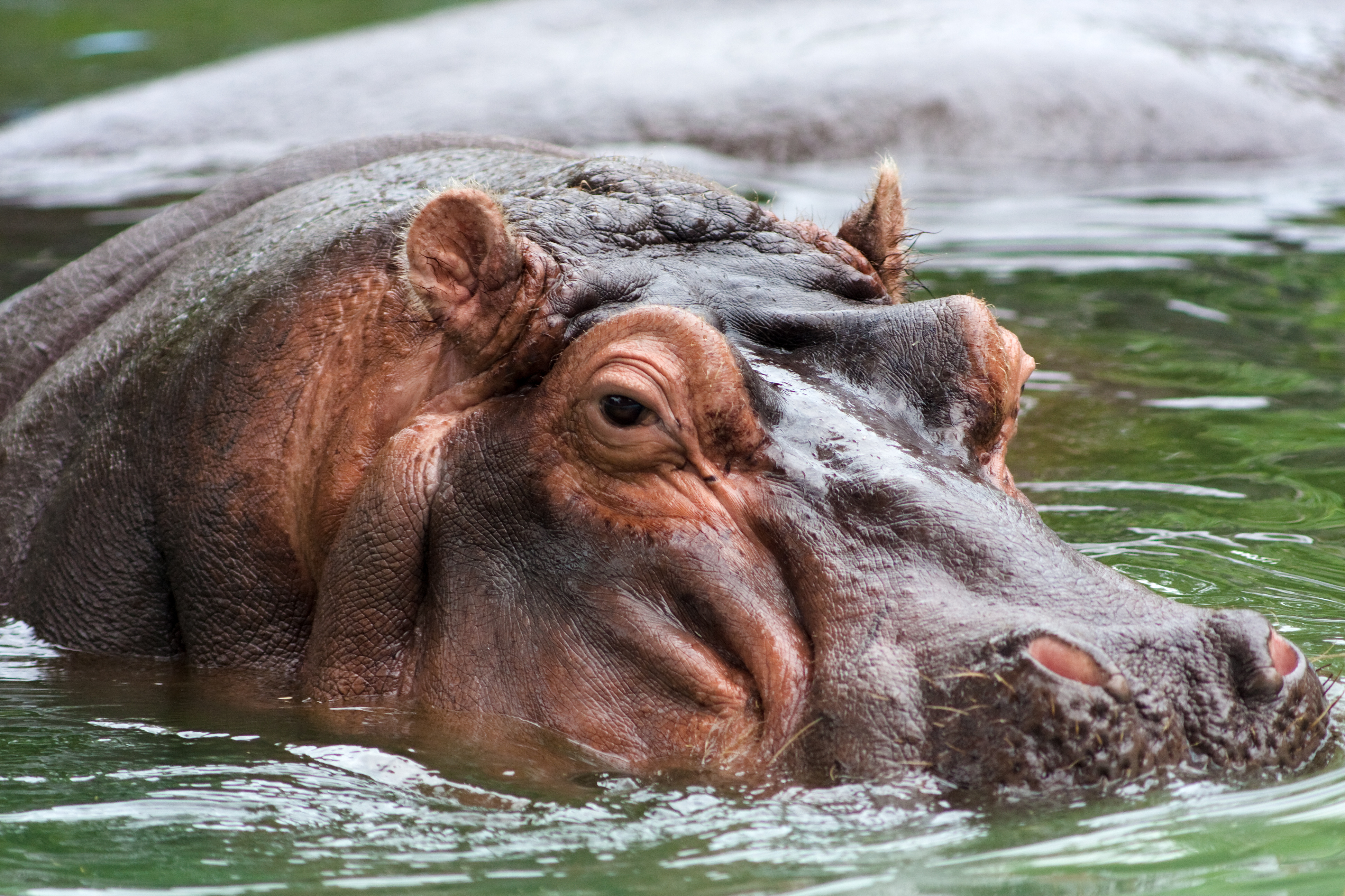 Hippo_memphis.jpg