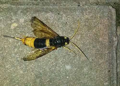 giant_wood_wasp_uk_fi.jpg