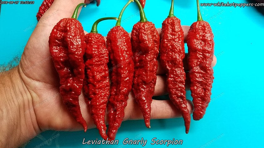 leviathan-gnarly-scorpion-8_1024x1024.jpg