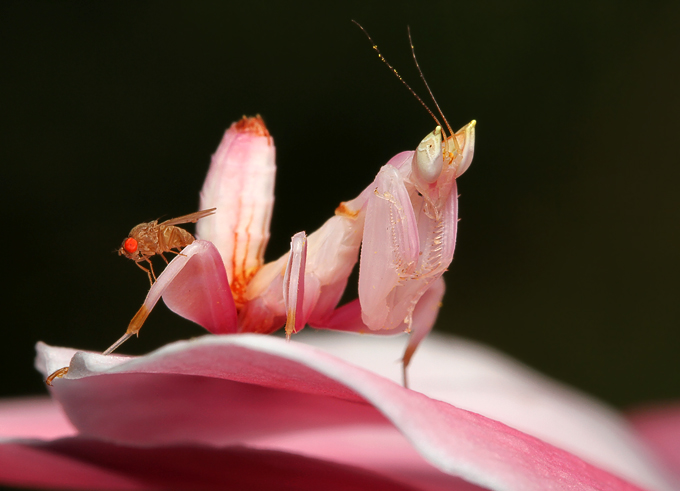 Ignorant-Fruit-Fly-On-Orchid.jpg