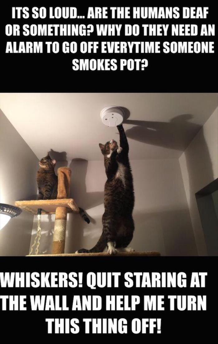 funny-cats-smoking-weed.jpg