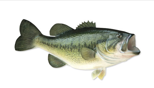 species-lmbass-fish.jpg