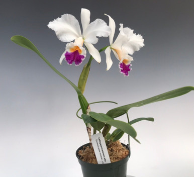 www.orchidweb.com