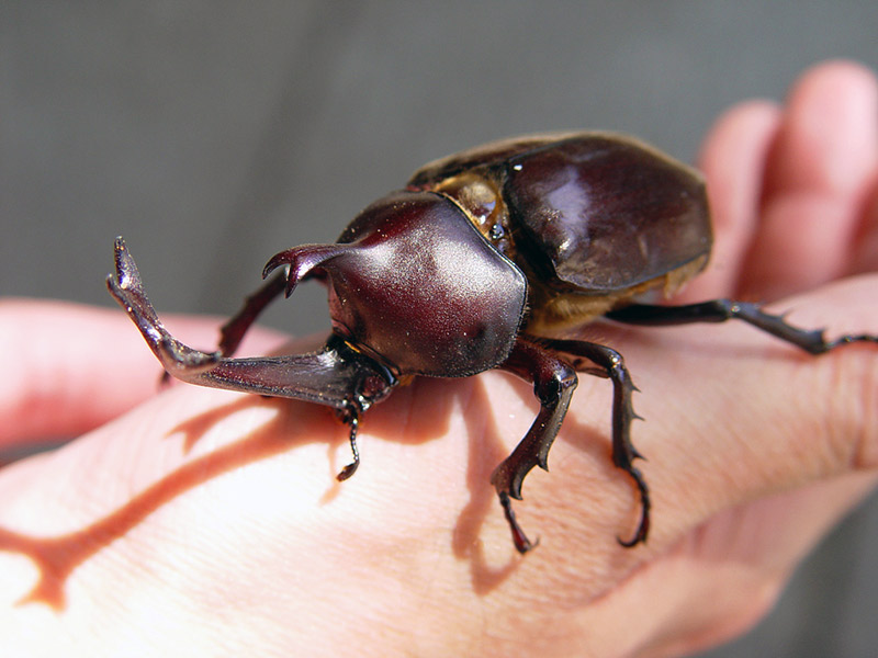 kabutomushi-beetle.jpg