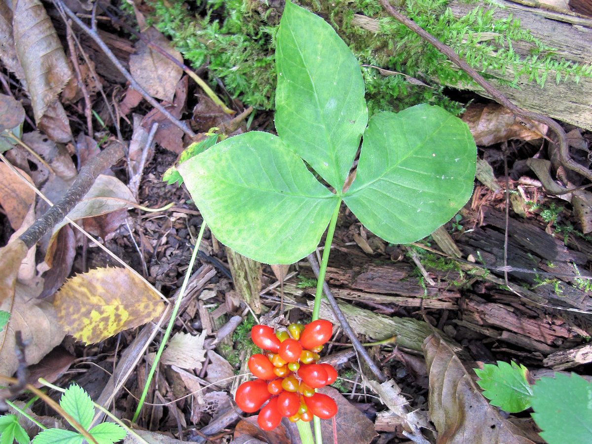 fruiting_jack_pulpit.jpg