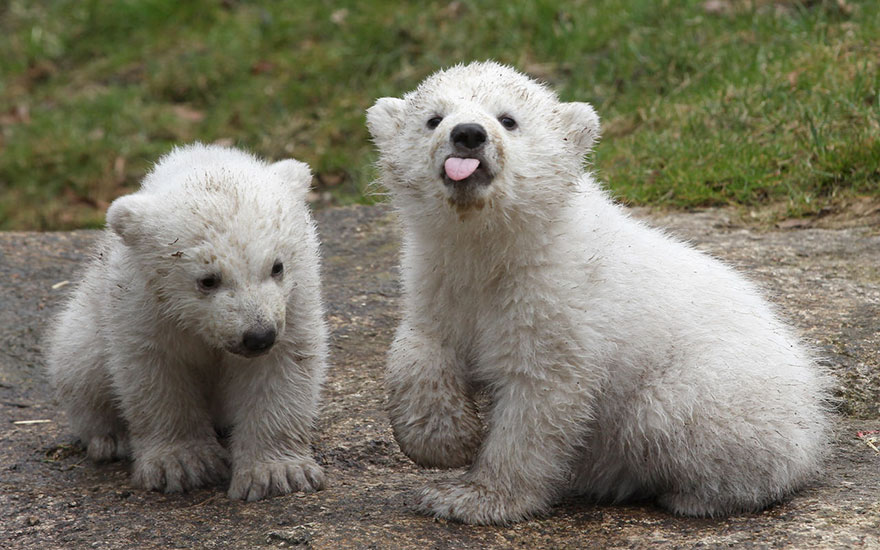 cute-baby-polar-bear-day-photography-221__880.jpg