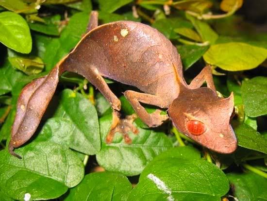 Satanic-Leaf-Tailed-Gecko-Photos.jpg