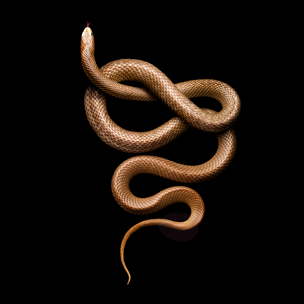 Eastern-Brown-Snake-2012-copy.jpg