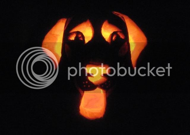 labrapumpkin1.jpg