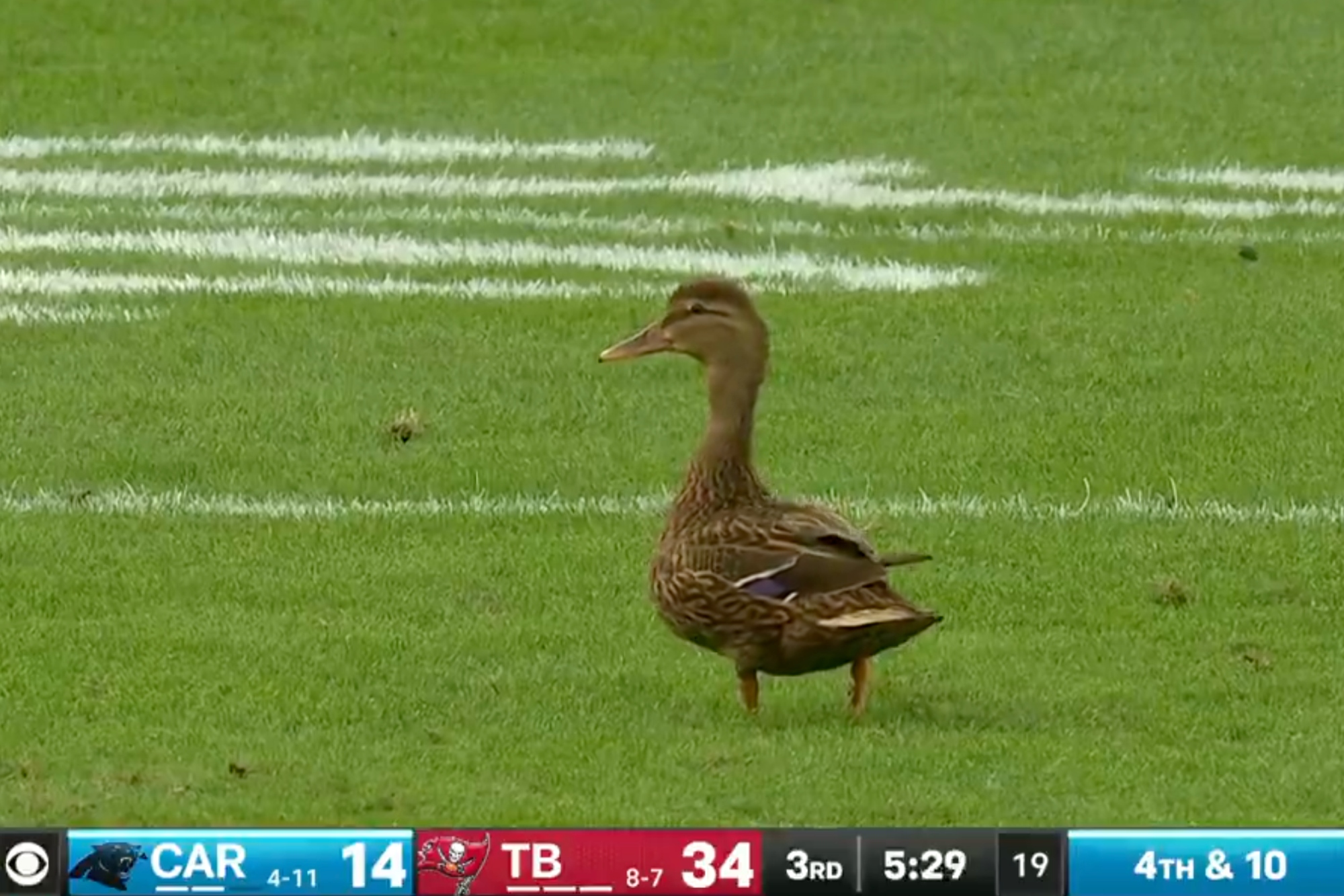 nfl-fans-lost-their-minds-over-a-duck-on-the-field.jpg