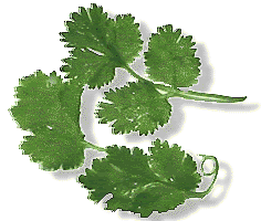 cilantro.gif