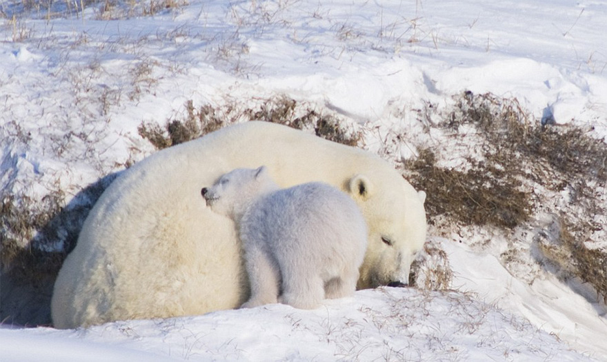 cute-baby-polar-bear-day-photography-331__880.jpg