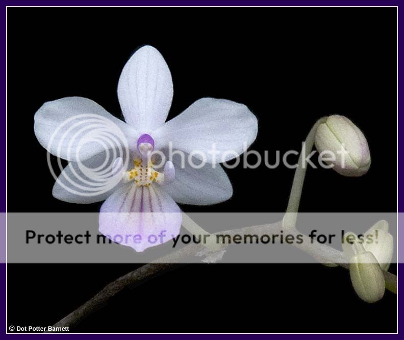 Phal_lindenii-flower.jpg