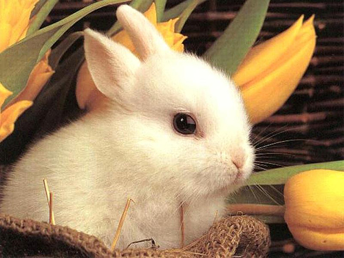 Cutest rabbit pictures | Rabbits Online Pet Rabbit & Bunny Forum