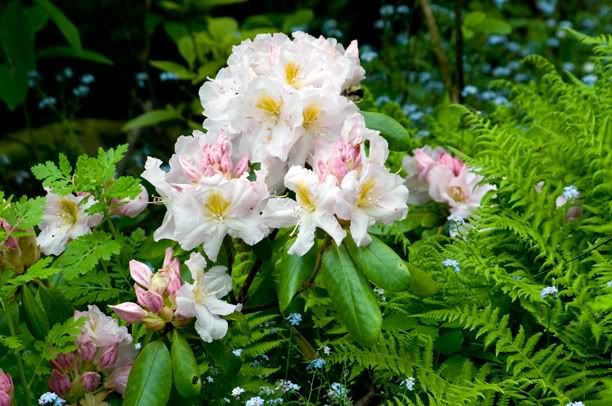 RhododendronMehlquistsScintillation_web_modifi-1.jpg