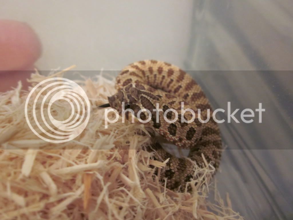 hognose005.jpg