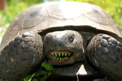 smiling+turtle.jpg