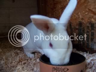 BunniesDec20th021.jpg