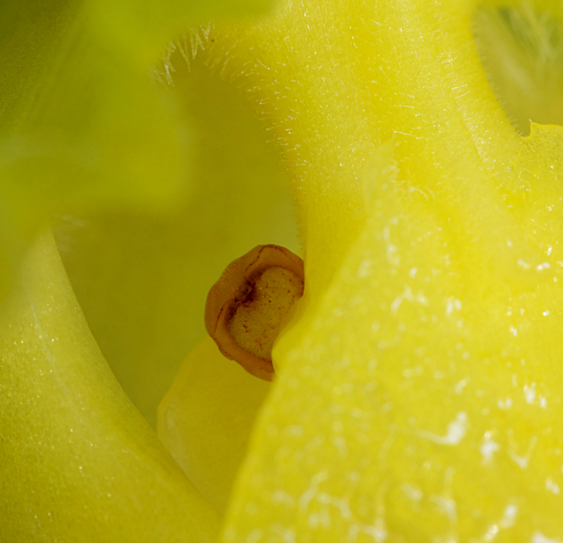 Paphiopedilum Schloss Sanssouci 08.jpg