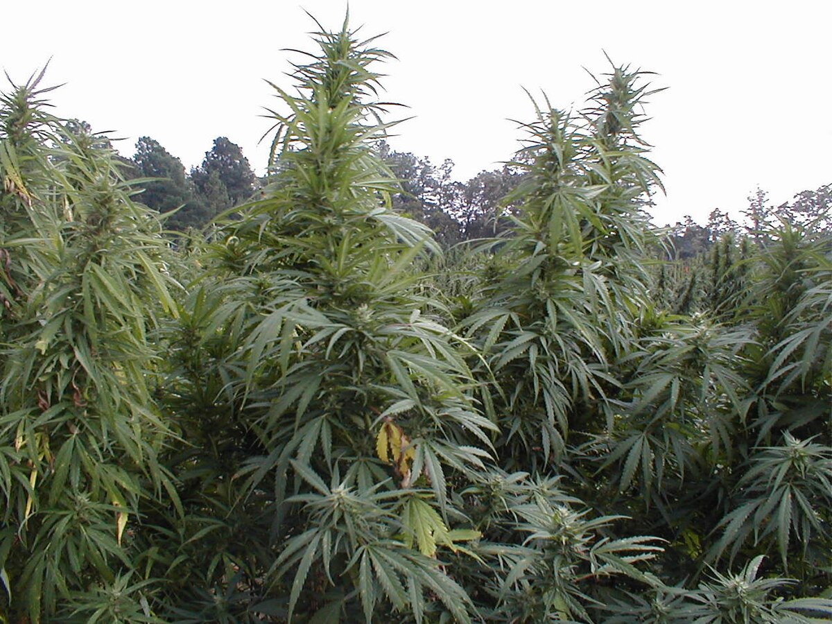 1200px-U.S._Government_Medical_Marijuana_crop._University_of_Mississippi._Oxford.jpg