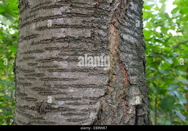 wild-cherry-sweet-cherry-gean-mazzard-prunus-avium-bark-germany-ebrw87.jpg