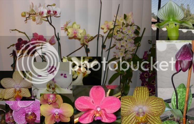 orchidcollage.jpg