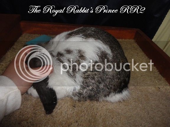 TheRoyalRabbitsPrinceRR2side_zpse74dd708.jpg