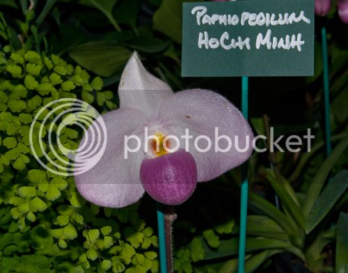 Paph_HoChiMinh_500_zpsedc08ed1.jpg