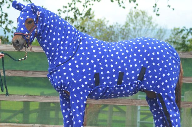 horse-onesies-4039104.jpg