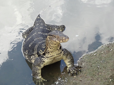 Asian-water-monitor-lizard-Reptiles-living-in-stream.jpg