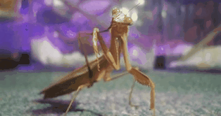 keek_animation___cleaning_her_foot_by_alexandersmantids-d5ymggq.gif