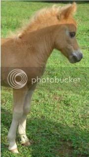 foals09068.jpg