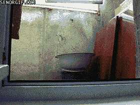 funny-gifs-sneaky-cat.gif