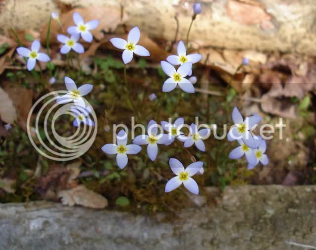 Wildflowers16Bluets.jpg