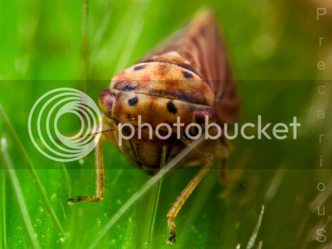 Leafhopper_1831-sm.jpg